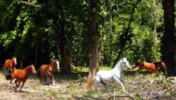 Tropical Discovery - horseXperiences™ GO EQUESTRIAN