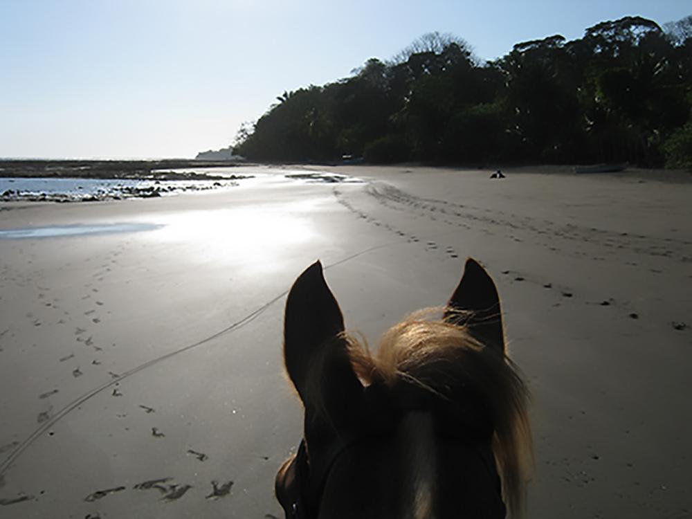 Tropical Discovery - horseXperiences™ GO EQUESTRIAN