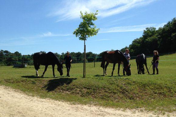French Sport Training eXperience - horseXperiences™ GO EQUESTRIAN