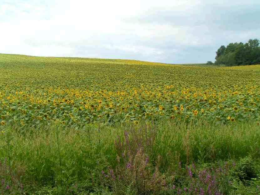 Charming & Peacefull Armagnac - horseXperiences™ GO EQUESTRIAN