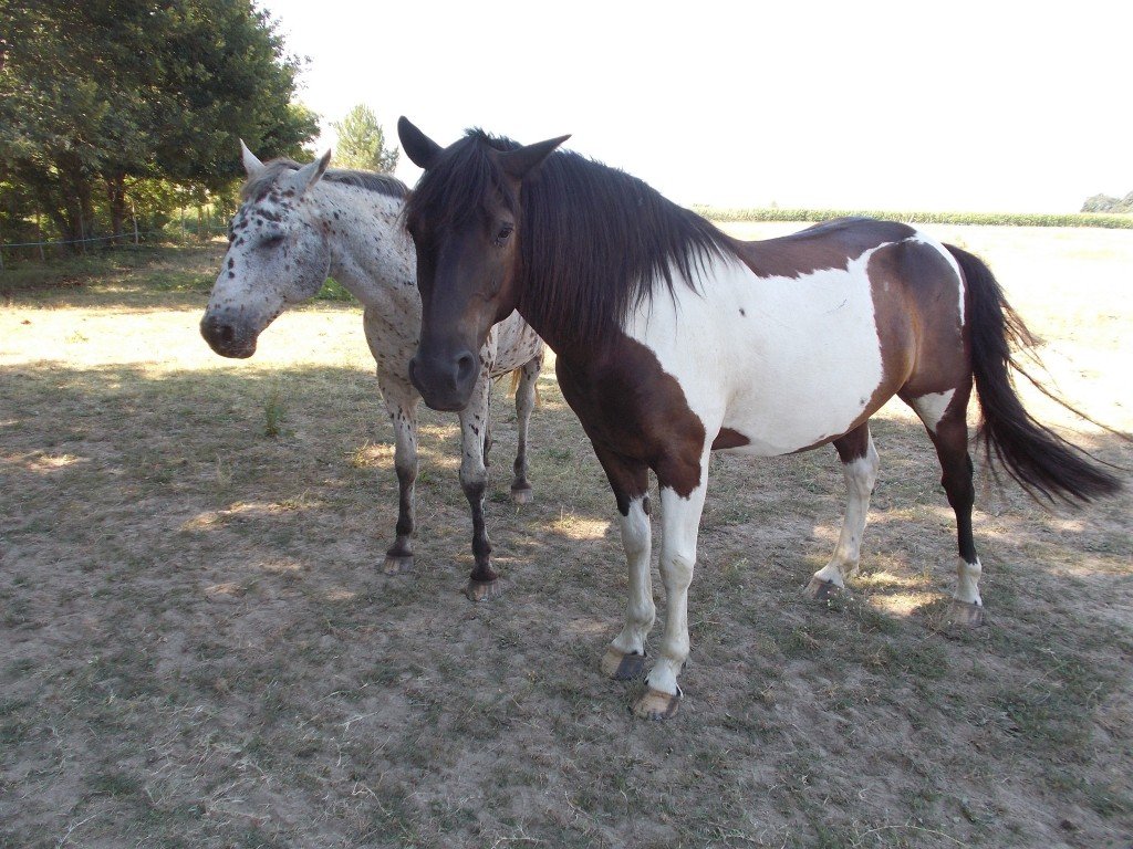 Charming & Peacefull Armagnac - horseXperiences™ GO EQUESTRIAN