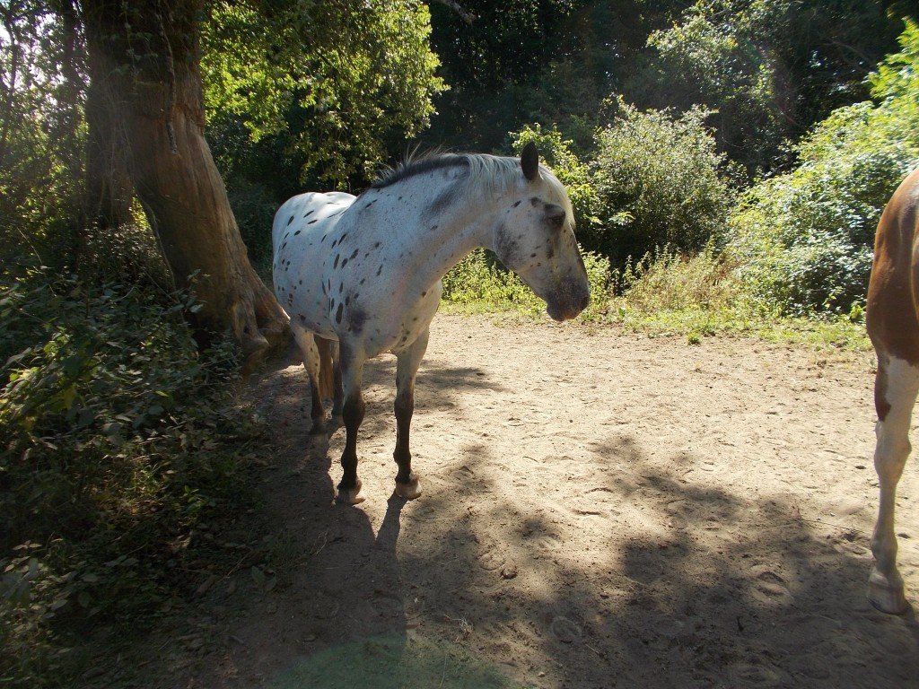 Charming & Peacefull Armagnac - horseXperiences™ GO EQUESTRIAN